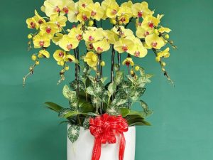 chậu lan hồ điệp, chậu lan hồ điệp đẹp, chậu lan hồ điệp khai trương, chậu lan hồ điệp sinh nhật