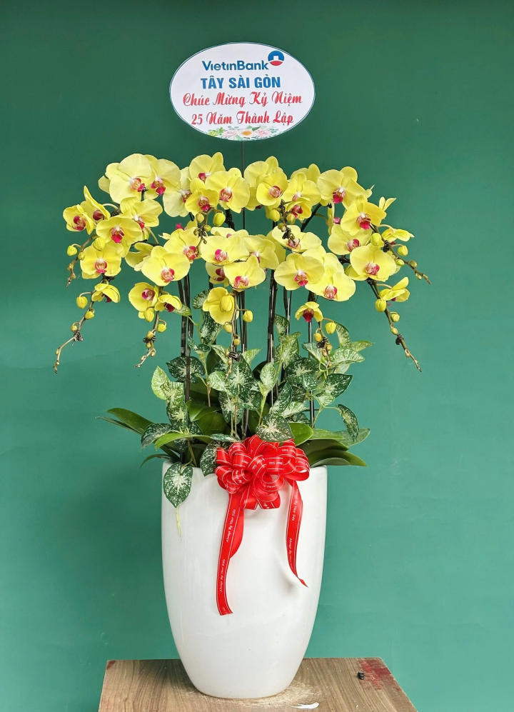 chậu lan hồ điệp, chậu lan hồ điệp đẹp, chậu lan hồ điệp khai trương, chậu lan hồ điệp sinh nhật