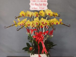 chậu lan hồ điệp, chậu lan hồ điệp đẹp, chậu lan hồ điệp khai trương, chậu lan hồ điệp sinh nhật