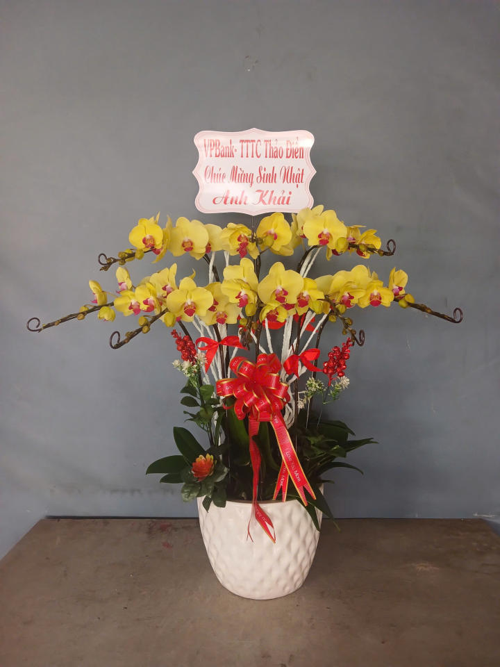 chậu lan hồ điệp, chậu lan hồ điệp đẹp, chậu lan hồ điệp khai trương, chậu lan hồ điệp sinh nhật