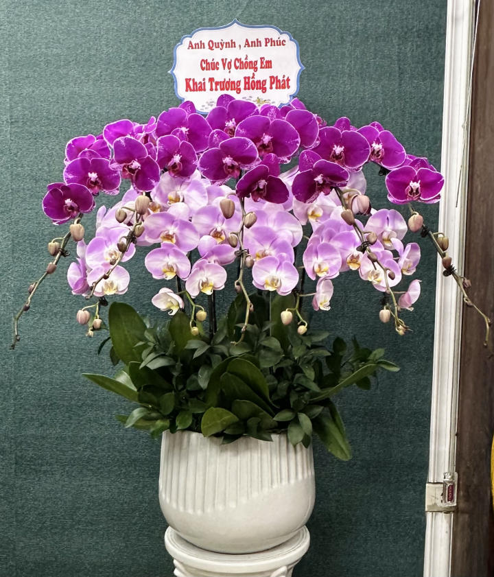 chậu lan hồ điệp, chậu lan hồ điệp đẹp, chậu lan hồ điệp khai trương, chậu lan hồ điệp sinh nhật