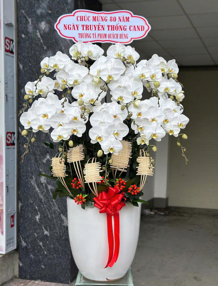 chậu lan hồ điệp, chậu lan hồ điệp đẹp, chậu lan hồ điệp khai trương, chậu lan hồ điệp sinh nhật
