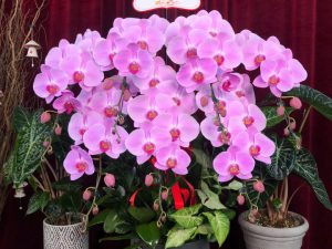 chậu lan hồ điệp, chậu lan hồ điệp đẹp, chậu lan hồ điệp khai trương, chậu lan hồ điệp sinh nhật