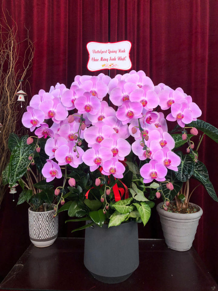 chậu lan hồ điệp, chậu lan hồ điệp đẹp, chậu lan hồ điệp khai trương, chậu lan hồ điệp sinh nhật