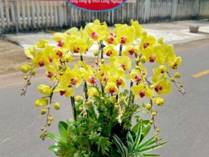 chậu lan hồ điệp, chậu lan hồ điệp đẹp, chậu lan hồ điệp khai trương, chậu lan hồ điệp sinh nhật