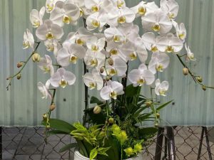 chậu lan hồ điệp, chậu lan hồ điệp đẹp, chậu lan hồ điệp khai trương, chậu lan hồ điệp sinh nhật