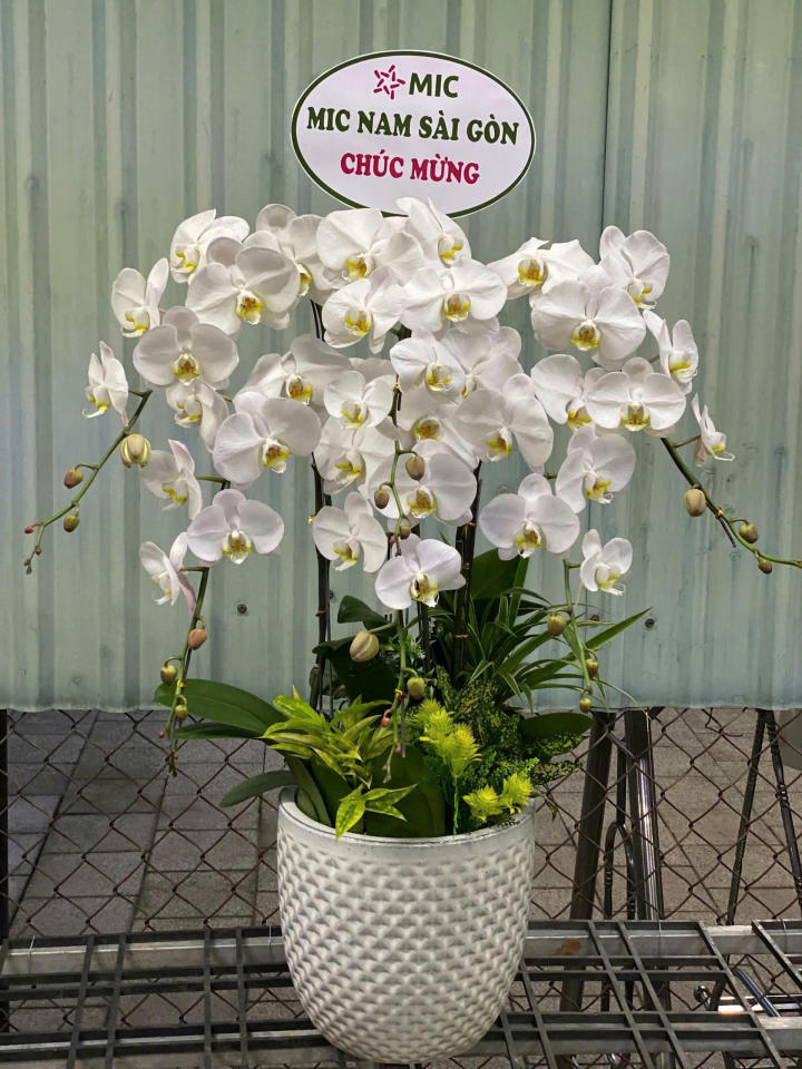 chậu lan hồ điệp, chậu lan hồ điệp đẹp, chậu lan hồ điệp khai trương, chậu lan hồ điệp sinh nhật